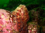 Octopus dofleini