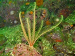Florometra serratissima